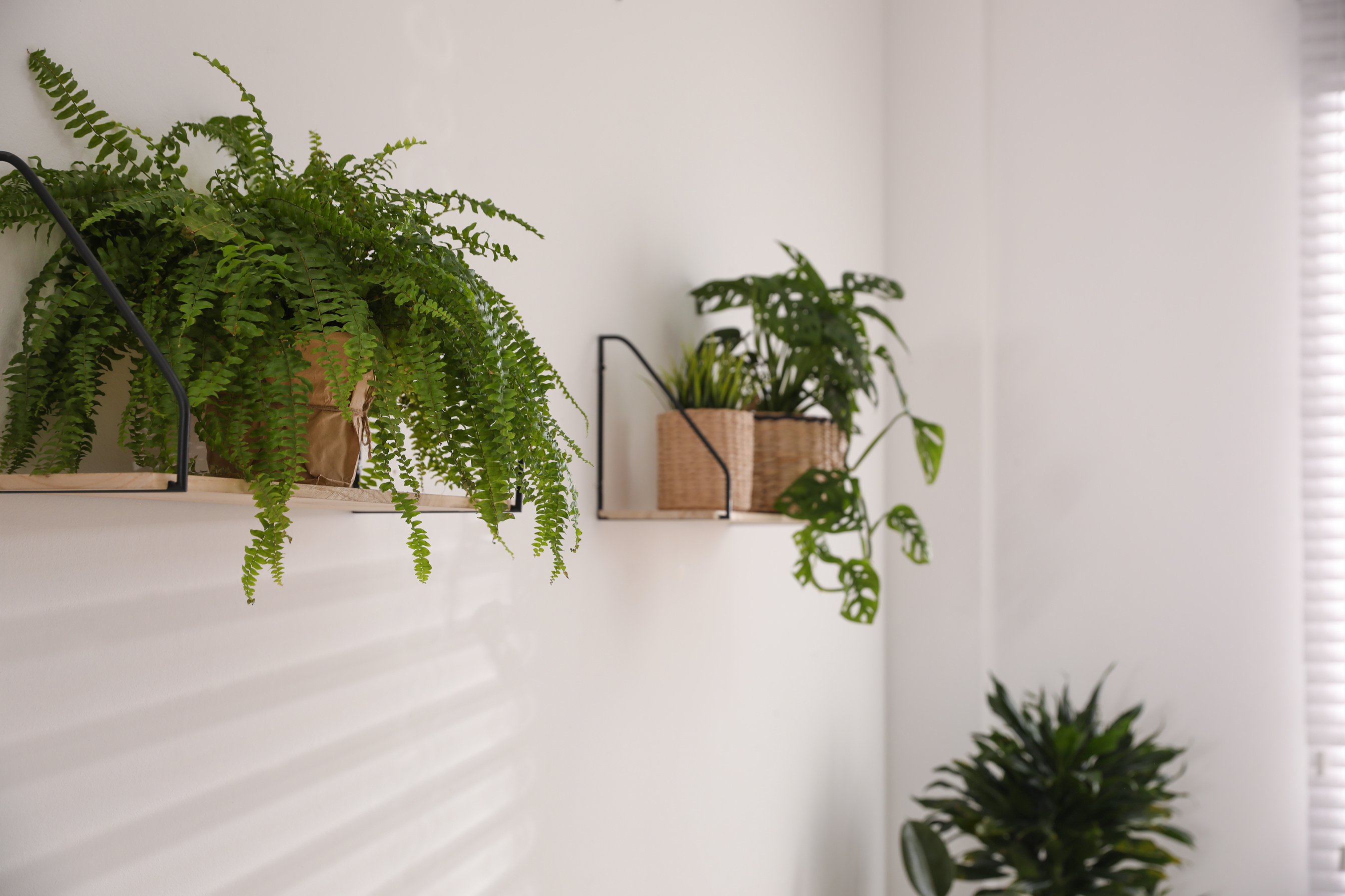 Green Potted Plants on Wooden Shelf Indoors. Home Decoration
